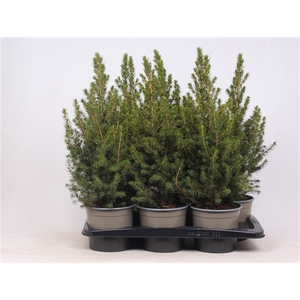 Picea glauca 'Conica'