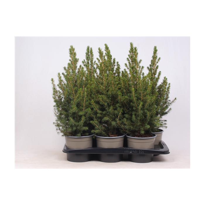 <h4>Picea glauca 'Conica'</h4>