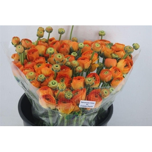 Ran Cloni Sup Lambada