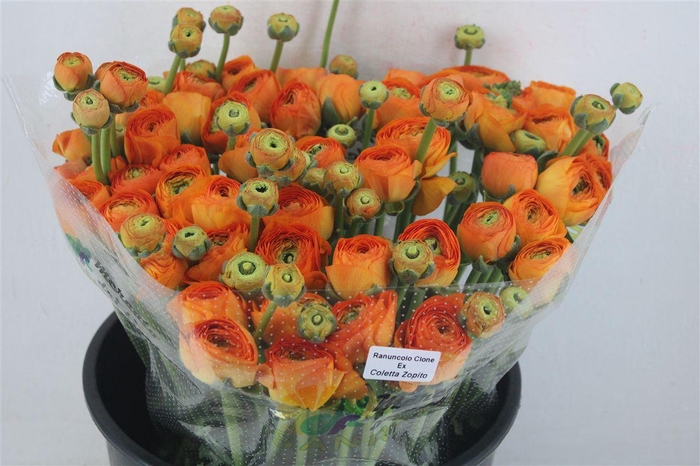 <h4>Ran Cloni Sup Lambada</h4>