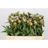Paeonia lact. 'Mme Claude Tain'
