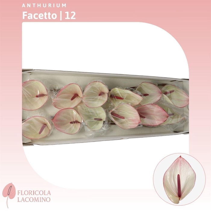 <h4>Anthurium Facetto</h4>