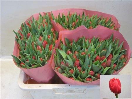 <h4>TU DU LARGO</h4>