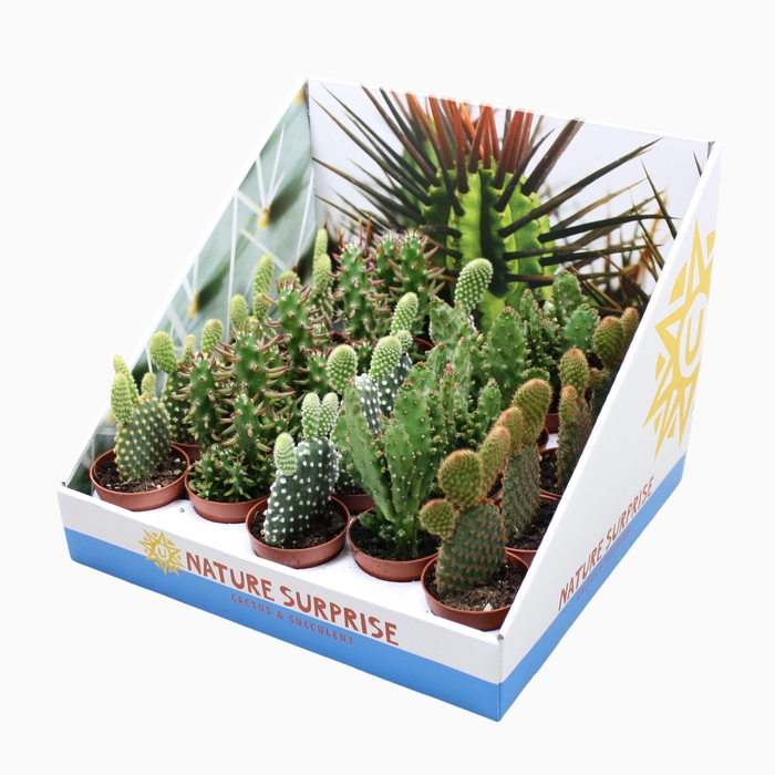 <h4>Opuntia Gemengd Showdoos</h4>