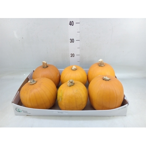 Cucurbita max. 'Halloween'
