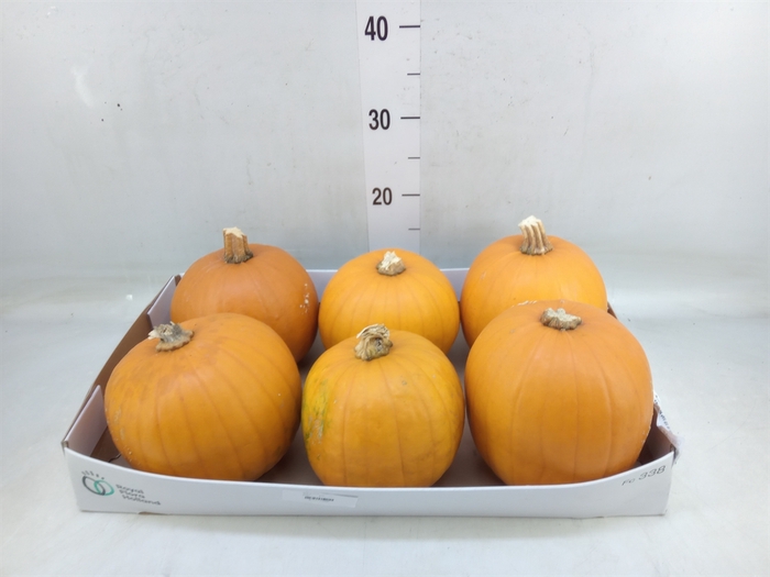 <h4>Cucurbita max. 'Halloween'</h4>