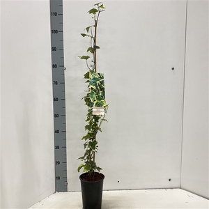 Hedera helix ‘Goldchild’ --gestokt 80 cm