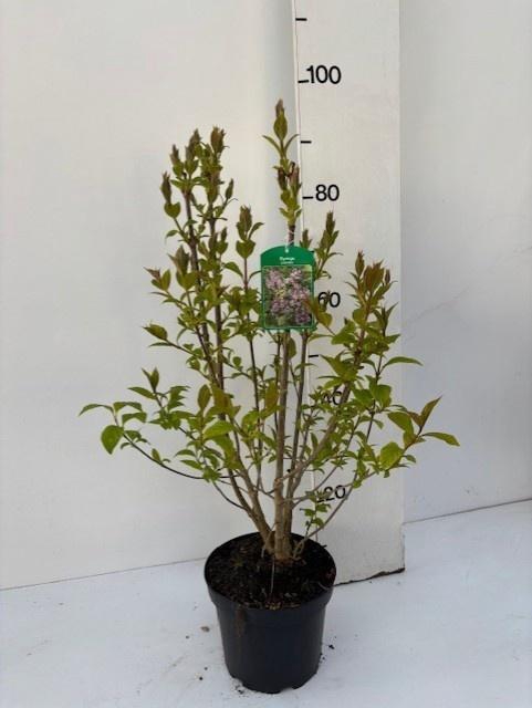 <h4>SYRI JOSIKAEA</h4>