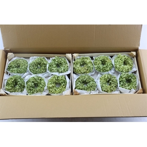 Wr Hydrangea Annabelle 12cm