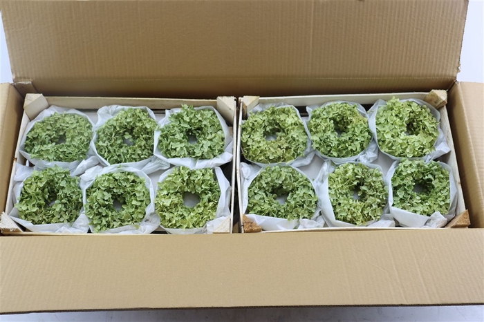 <h4>Wr Hydrangea Annabelle 12cm</h4>