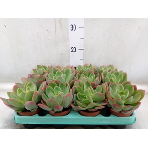Echeveria   ...