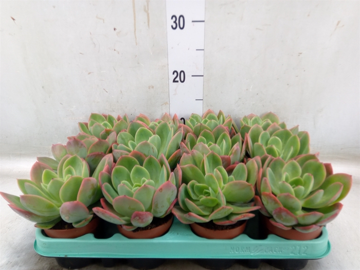 <h4>Echeveria   ...</h4>