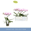 Phalaenopsis overig roze (enkele ta