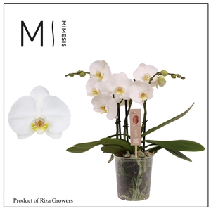 Phalaenopsis Spirit White 3 spike - 12cm | Mimesis