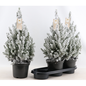 PICEA GL DECEMBER