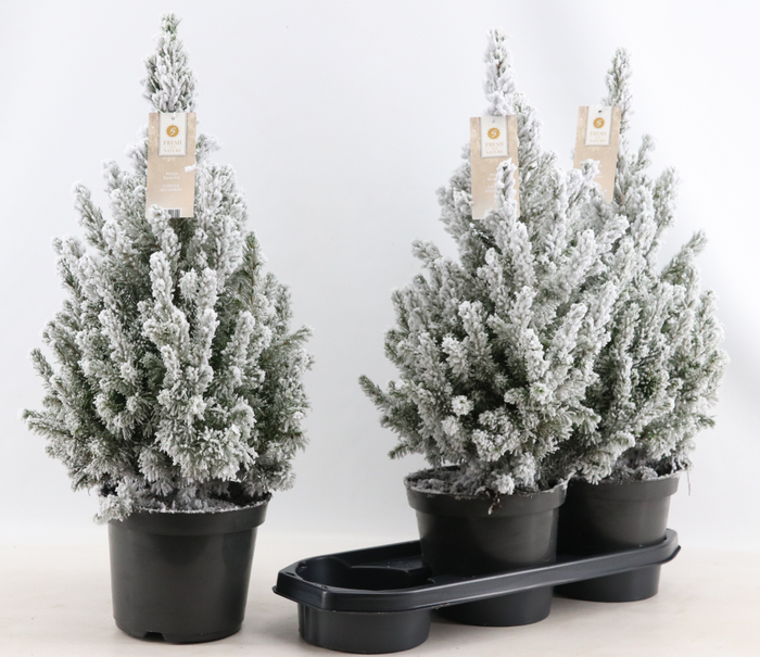 <h4>PICEA GL DECEMBER</h4>