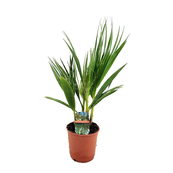 <h4>Washingtonia robusta</h4>