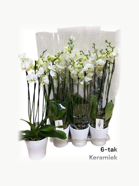 <h4>ARR PHALA MT 14+</h4>