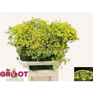 Anet Graveolens