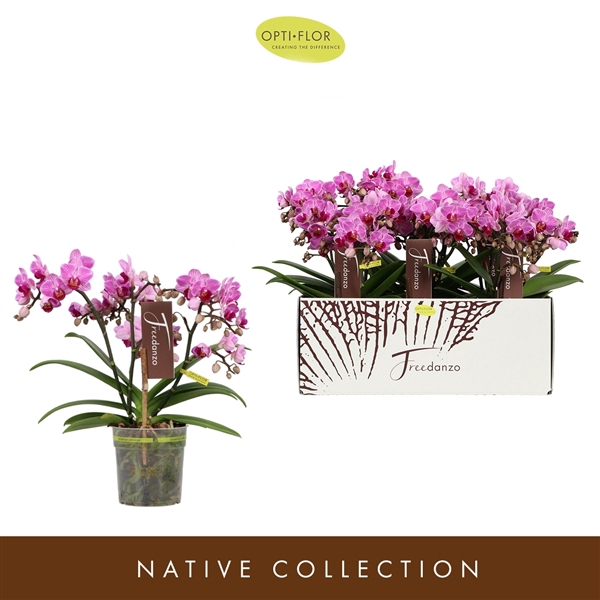 <h4>Phalaenopsis Multifloratypes overig paars</h4>