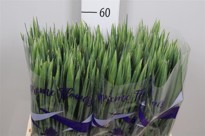 <h4>Iris Hong Kong</h4>