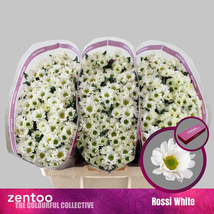 <h4>CHR S ROSSI WHITE</h4>