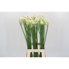Nerine Adele