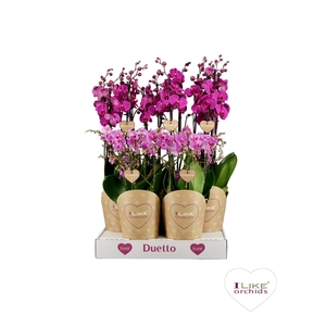 Duetto Combi tray paars