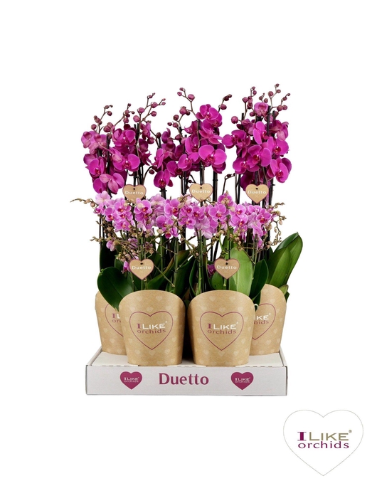 <h4>Duetto Combi tray paars</h4>