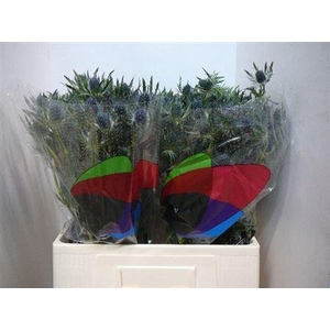 Eryn Mag Blue Lagoon