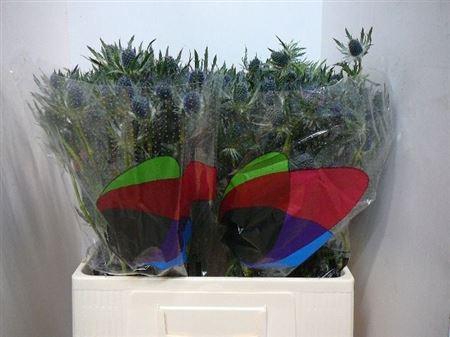 <h4>Eryn Mag Blue Lagoon</h4>