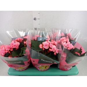 Begonia elat. DU 'Move2Joy Pink'