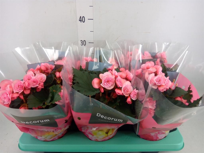<h4>Begonia elat. DU 'Move2Joy Pink'</h4>