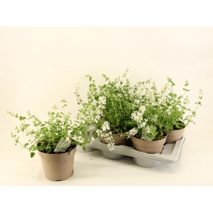 NEPE RACE SNOWFLAKE