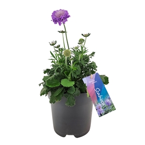 Scabiosa columbaria Mariposa Blue p17 (NL)