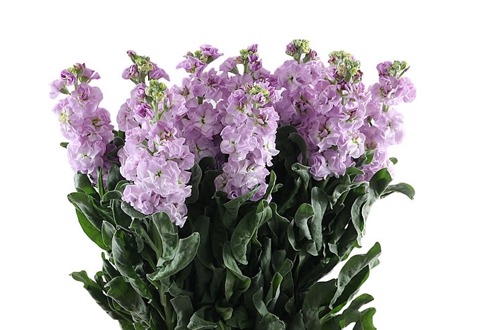 <h4>Matthiola Lavender Vellekoop</h4>