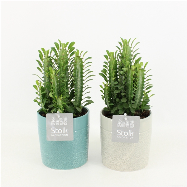 <h4>Euphorbia Trigona Groen in Tess Keramiek</h4>