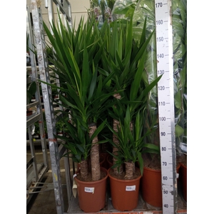 Yucca elephantipes   ...