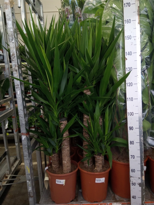 <h4>Yucca elephantipes   ...</h4>
