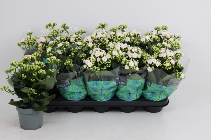 <h4>KAL GE PERFECTA WHIT</h4>