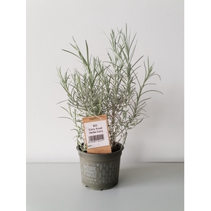 Curry kruid P12 HERBIO steker