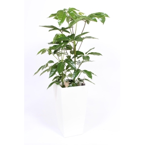 Schefflera Amate in Piza pot 