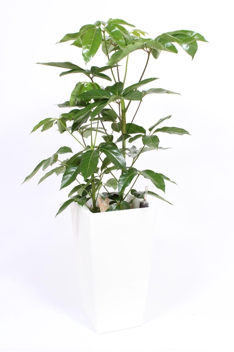 <h4>Schefflera Amate in Piza pot "wit"</h4>