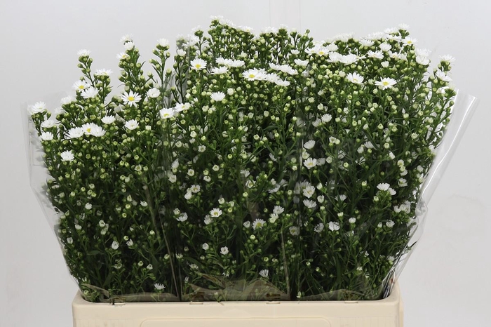 <h4>Aster Paquita</h4>