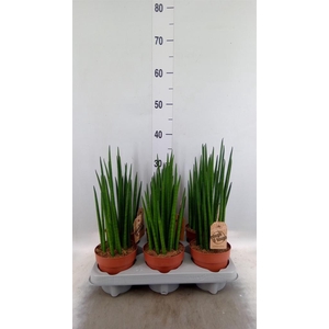 Sansevieria bacularis