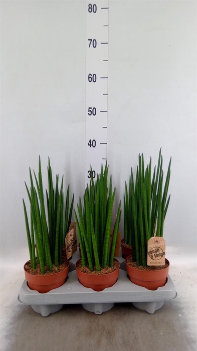 <h4>Sansevieria bacularis</h4>