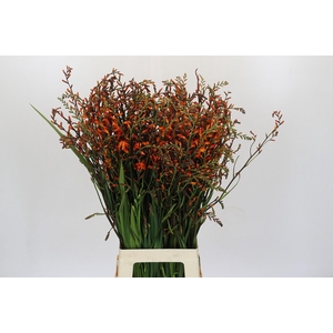 Crocosmia Emily Mckenzie