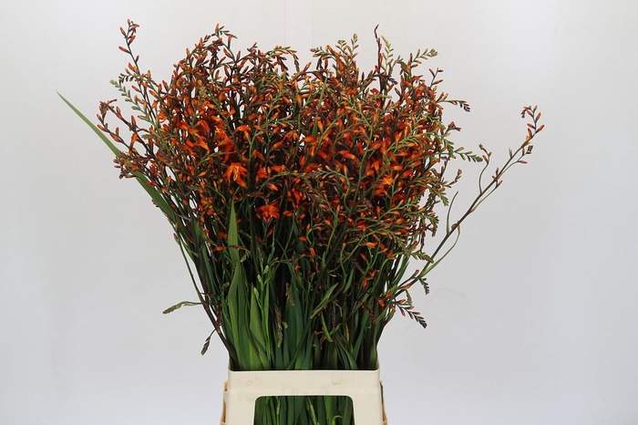 <h4>Crocosmia Emily Mckenzie</h4>