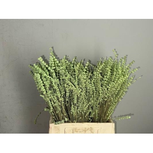Pf Lavender Bs Mint