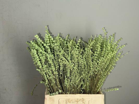 <h4>Pf Lavender Bs Mint</h4>